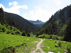 Hengduan conifer forests