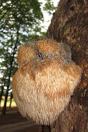 Hericium erinaceus (GB= Lion's Mane Mushroom or Bearded Tooth Mushroom, D= Igel-Stachelbart or Löwenmähne, NL= Pruikzwam) is nearly at its end at 30 September 2014 at Planken Wambuis - panoramio