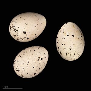Hippolais languida MHNT.ZOO.2010.11.201.13