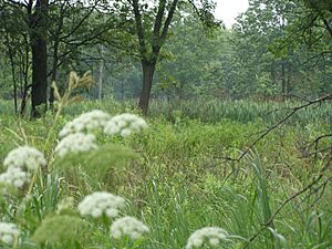 Hoosier Prairie P7150009