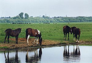 Horses on Port Meadow (geograph 4266524).jpg