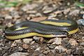 Hypiscopus plumbea, Rice paddy snake 1