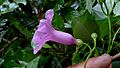 Ipomoea batatoides Choisy (15721623535)