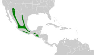 Junco phaeonotus map.svg