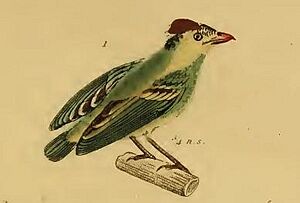 Kinglet Calyptura