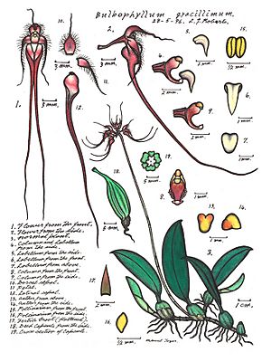 LR007 72dpi Bulbophyllum gracillimum.jpg