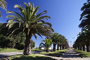 La Serena palms