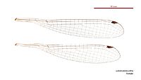 Labidiosticta vallisi female wings (34696152081)