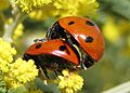 Ladybird-Coccinellidae-mating