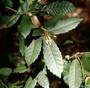 Lithocarpus densiflorus leaves2.jpg