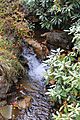 Little Tomhicken Creek looking upstream