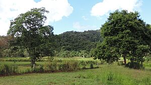 Looking south over fields from Bramston Beach Road, Bramston Beach, 2018