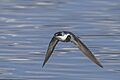 Mangrove swallow (Tachycineta albilinea) in flight Peten