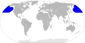 Mapa Rissa brevirostris.png