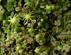 Marchantia