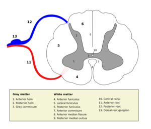 Medulla spinalis - Section - English