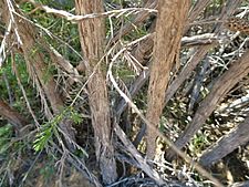 Melaleuca calothamnoides (bark)