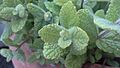 Mentha suaveolens, Apple mint