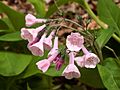 Mertensia-virginica-pink-2014-05-05-Fox-Chapel-PA