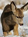Mule deer fawn in snow