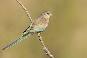 Mulga Parrot female 3423432- Patchewollock Conservation Reserve.jpg