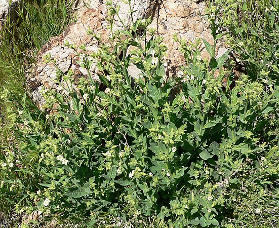Nicotiana obtusifolia form