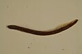Nothern brook lamprey