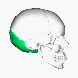 Occipital bone animation