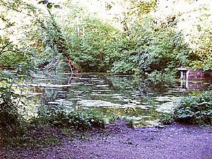 Old Mill Pond, Skipton Wood