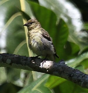 Olivaceous siskin Facts for Kids