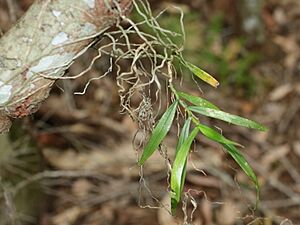 Orchid Berowra Creek
