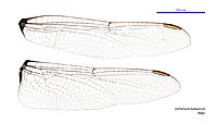 Orthetrum balteatum male wings (35019923496)