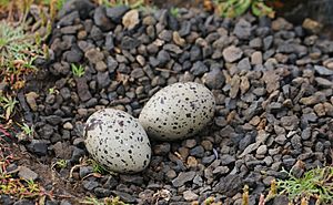 Oystercatcher nest (23485273859)