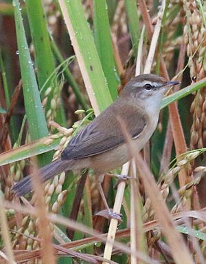 Paddyfield warbler (Acrocephalus agricola)