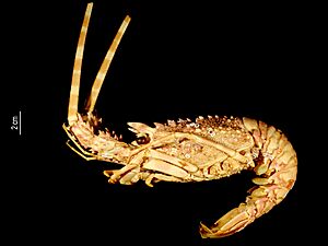 Palinurus charlestoni Facts for Kids