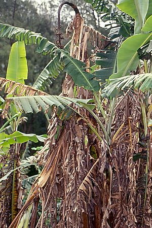 Wilted banana trees due to the fungus