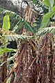 Panama disease Banana 2
