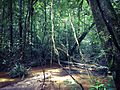 Parc amazonien de Guyane, une balade à Saül