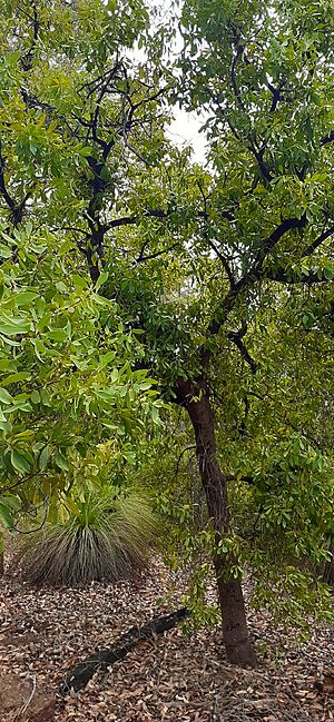Persoonia Elliptica Tree