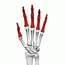 Phalanges Facts for Kids