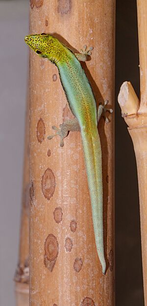 Phelsuma klemmeri - Wilhelma 01.jpg