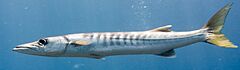 Pickhandle barracuda (Sphyraena jello) (cropped)