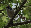 Pipipi (Brown Creeper) - South Island - New Zealand 