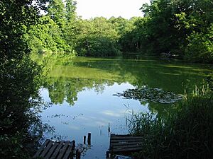 Pond on the outskirts of Canterbury - geograph.org.uk - 467218