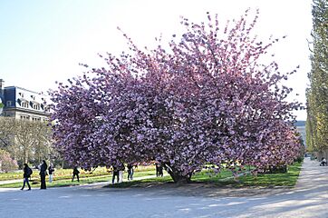 Prunus serrulata 'Kanzan' in the Jardin des Plantes of Paris 004