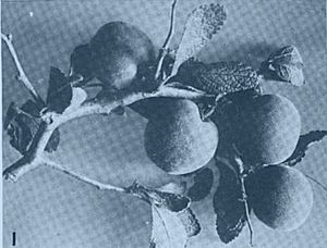 Prunus texana.jpg