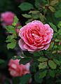 Rosa-'Jubilee-Celebration'