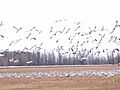 Ross s Goose Missisquoi Wildlife Refuge Lake Champlain