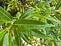 Salix fragilis 001