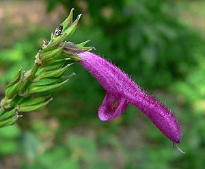 Salvia iodantha 1.jpg